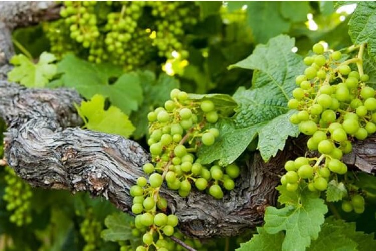 Our favourite Cornish vineyards