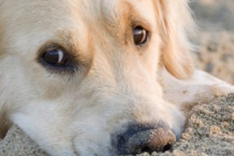 Guide to a Dog Friendly Easter in Cornwall