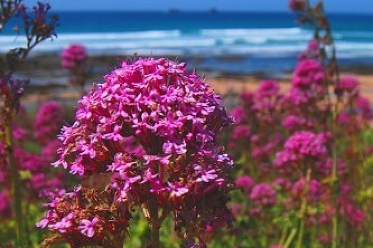 Our Guide to Maenporth Beach