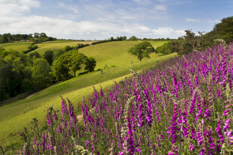 5 Things To Do In Cornwall In Spring