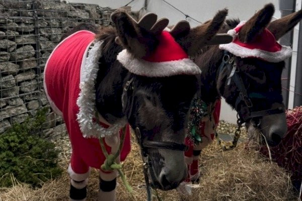 Santas Grotto Blob 1