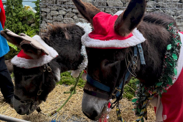 festive: choir, donkeys, sunday lunch