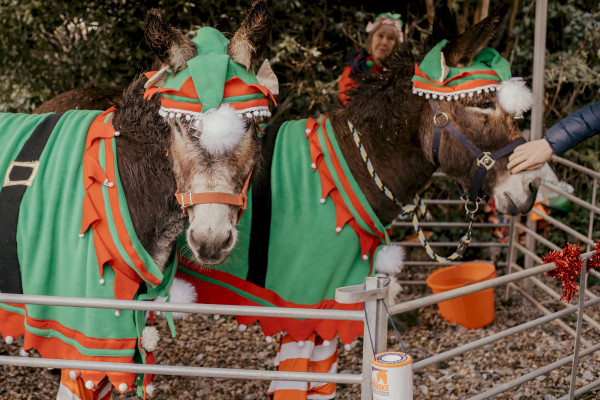 festive: Stuns'ls, donkeys, nourish