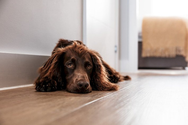 Dog Friendly Apartment pt 1