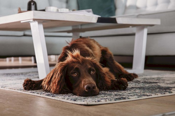 Dog Friendly Apartments pt 3