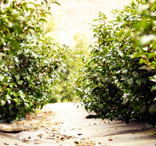 Our top recommendations for a visit to the private estate are: