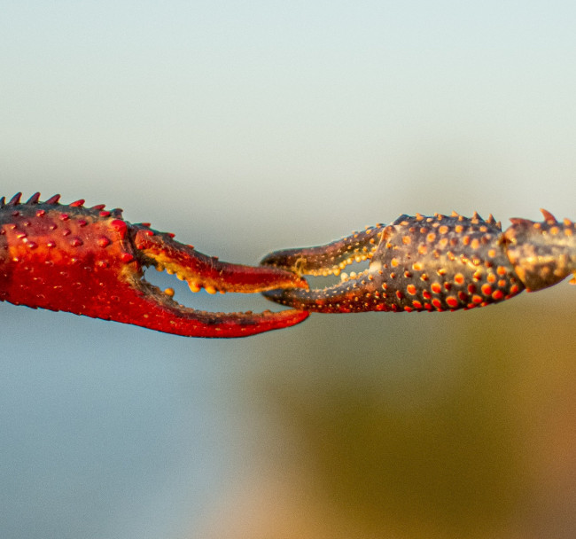 Narrowing the Gene Pool