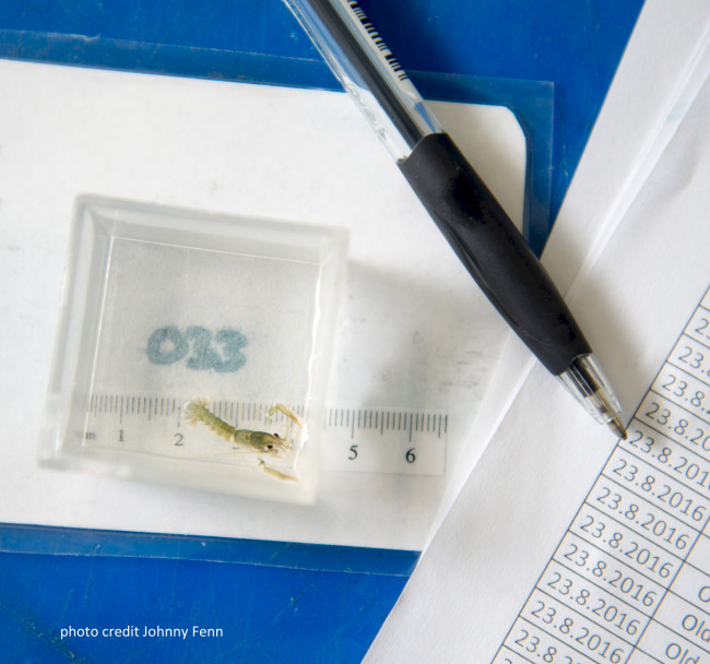 No Government Funding