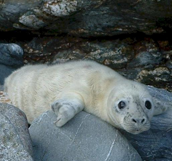 4. The Cornish Seal Sanctuary