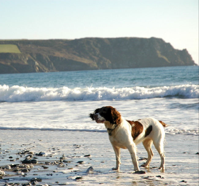 Dog-Friendly Beaches in Cornwall