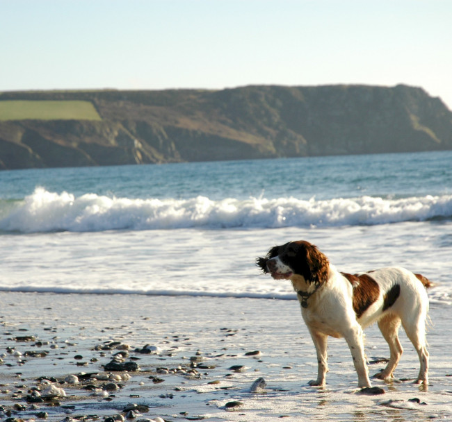 1. Dog-Friendly Seasons