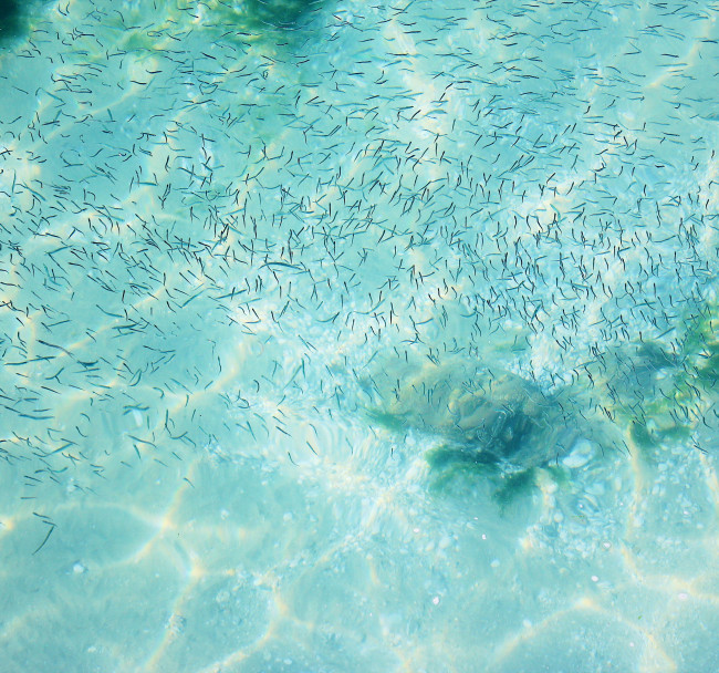8. Sea Swimming at Swanpool