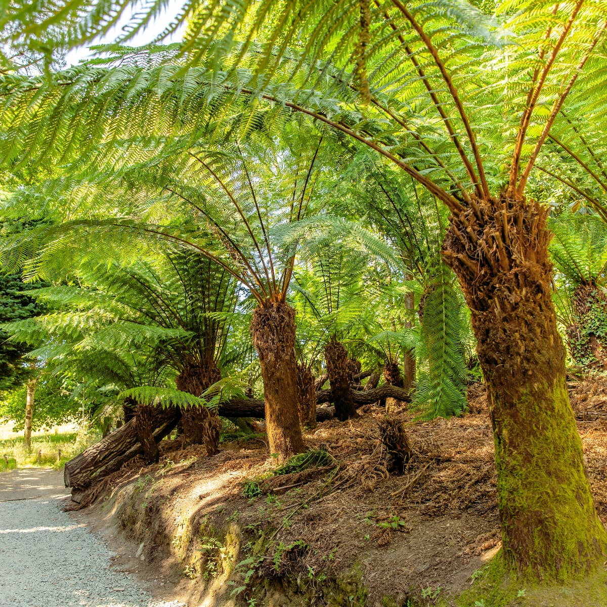 Heligan 1