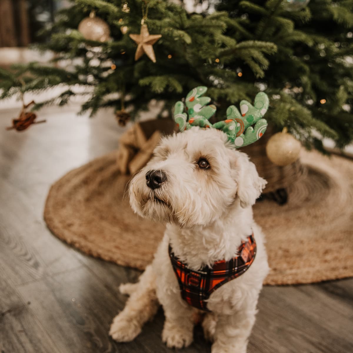 St Michaels Christmas Breaks Dog Friendly