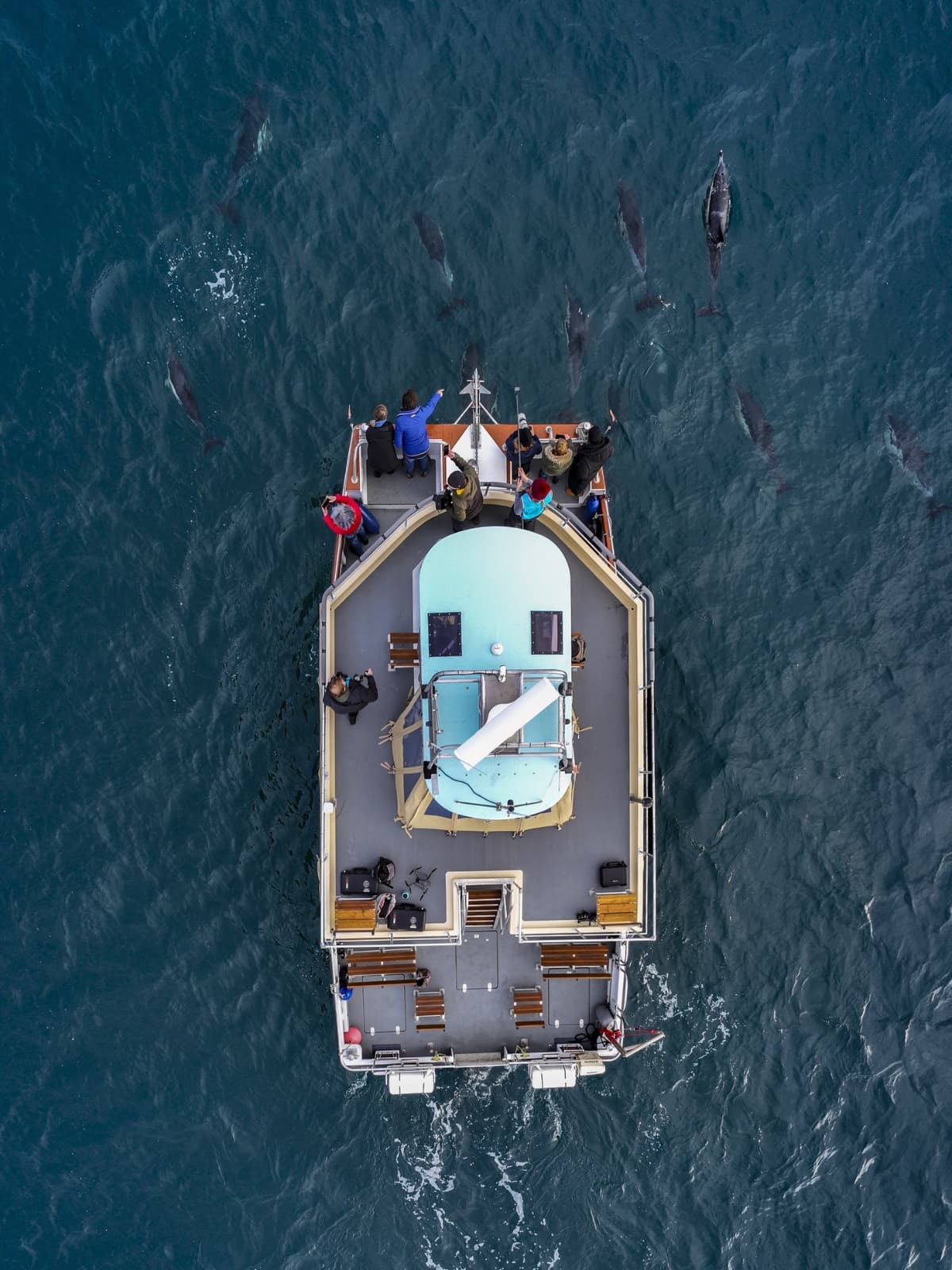 Tailored Boat Tours AK Wildlife Cruises