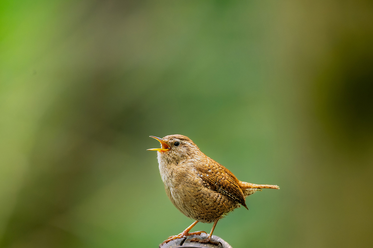 Birdwatching on the Lizard Peninsula