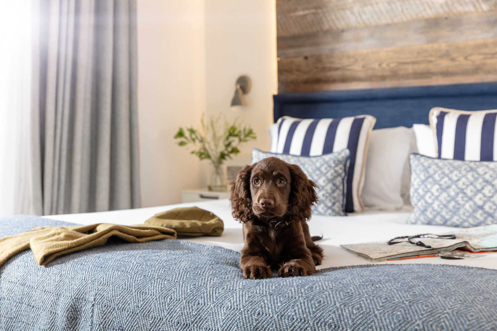 Chocolate brown spaniel puppy lying on a bed in a Beach House room at St Michael's, with navy striped cushions, a reclaimed wood headboard and a blue woven throw.